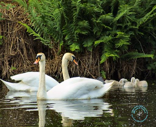 Mute Swan 9R054D-149.JPG